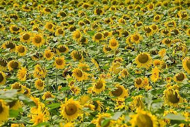 《铁拳8》销量超300万份 角色安娜·威廉姆斯3月底上线